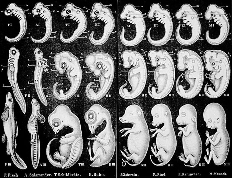 Datei:Haeckel Kopie.jpg